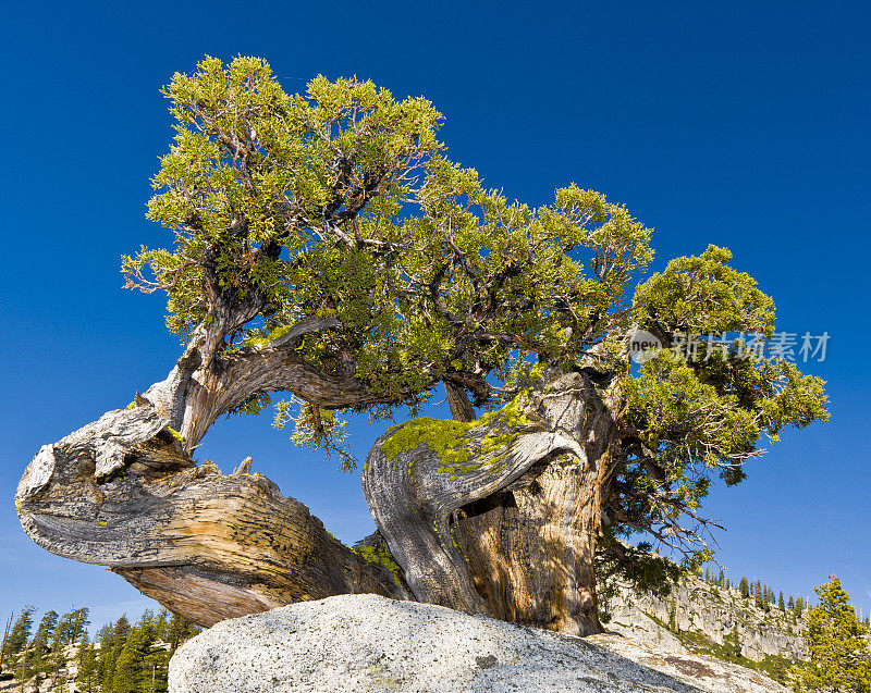 西杜松(Juniperus occidentalis)或大杜松(Juniperus grandis)，西杜松(Sierra western juniper)或西杜松(Sierra juniper)是一种灌木或乔木，原产于美国西部，生长在海拔800- 3000米的山区(很少在100米以下)